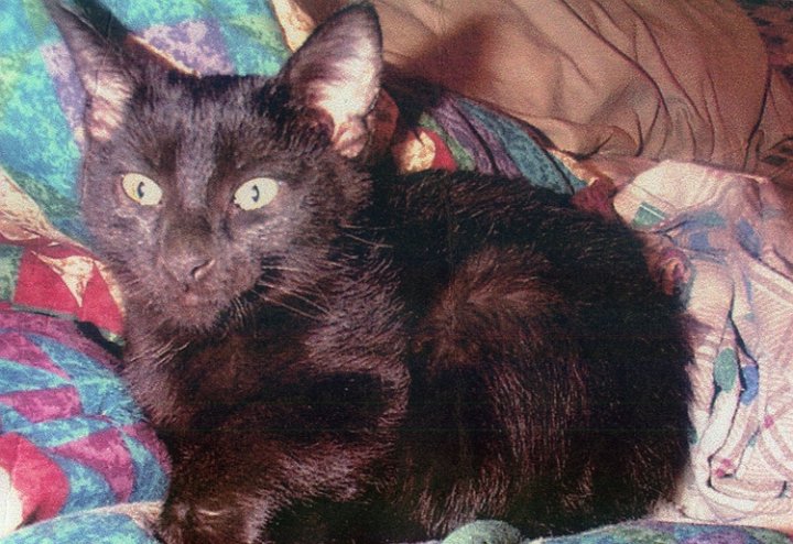 chatnoirkitty