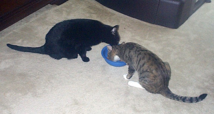 mittens_and_chatnoir